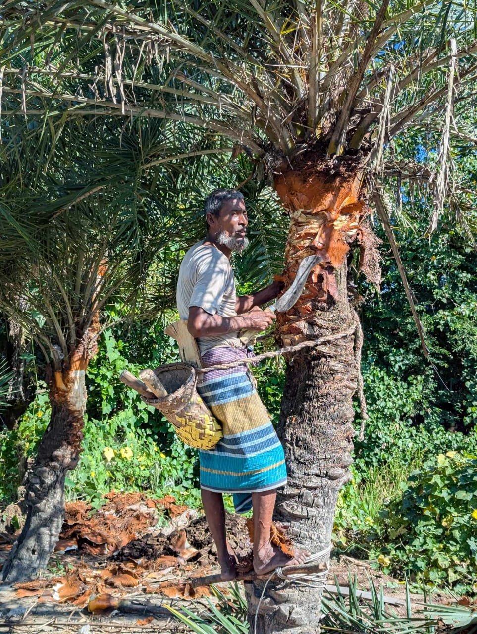 শীতের আগমনে হাতিয়ায় খেজুর গাছ পরিচর্যায় ব্যস্ত গাছিরা